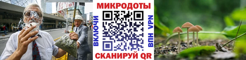 закладка  Ейск  Псилоцибиновые грибы Psilocybine cubensis 